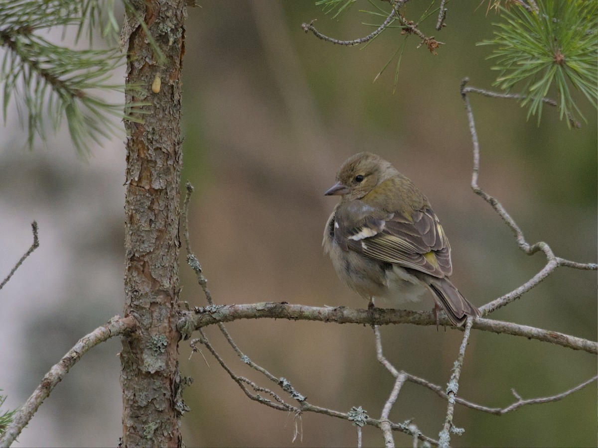 Common Chaffinch - ML565866531