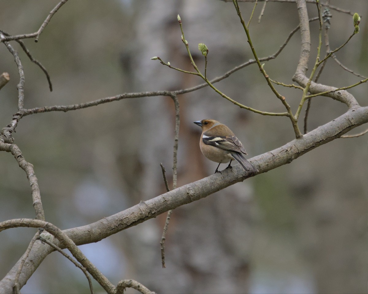 Common Chaffinch - Shyamprasad Natarajan Raja