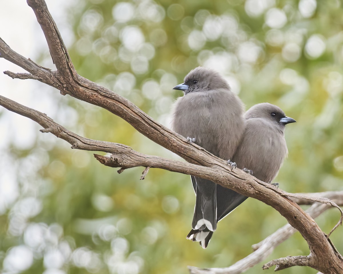 Dusky Woodswallow - ML565866731