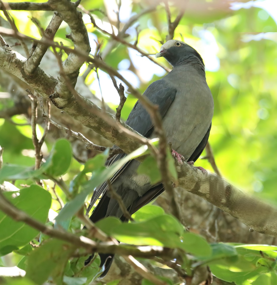 White-crowned Pigeon - ML565867471
