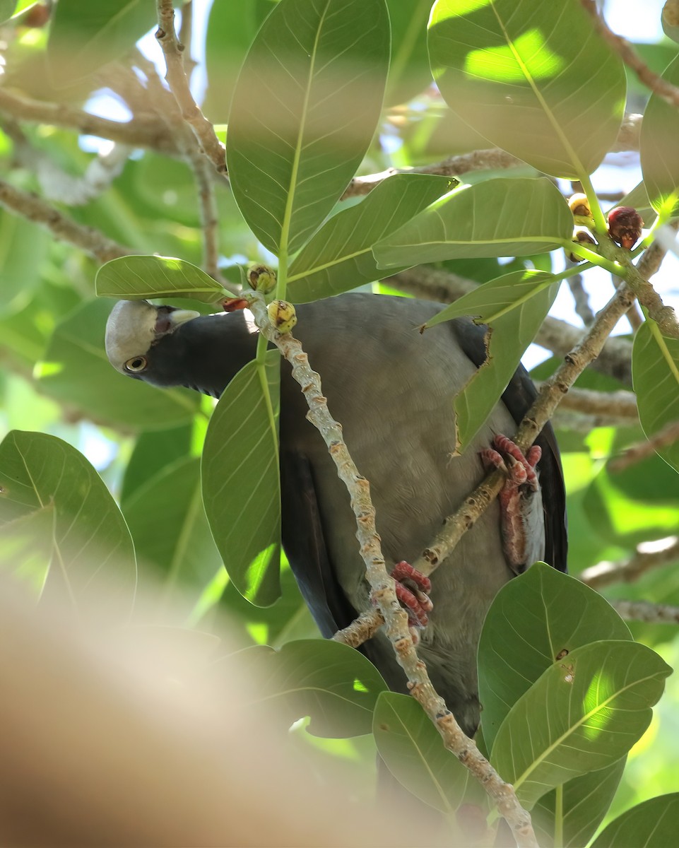 White-crowned Pigeon - ML565867491