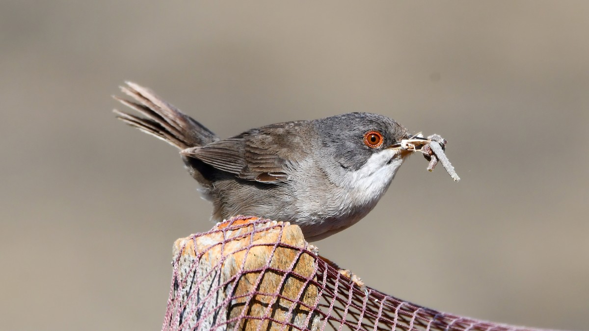 Sardinian Warbler - ML565868041