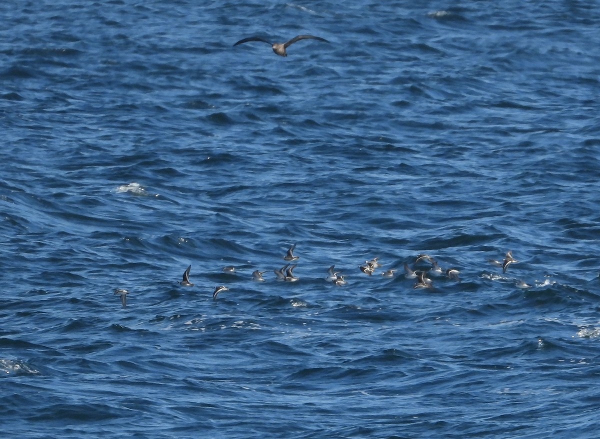 Red-necked Phalarope - ML565868161