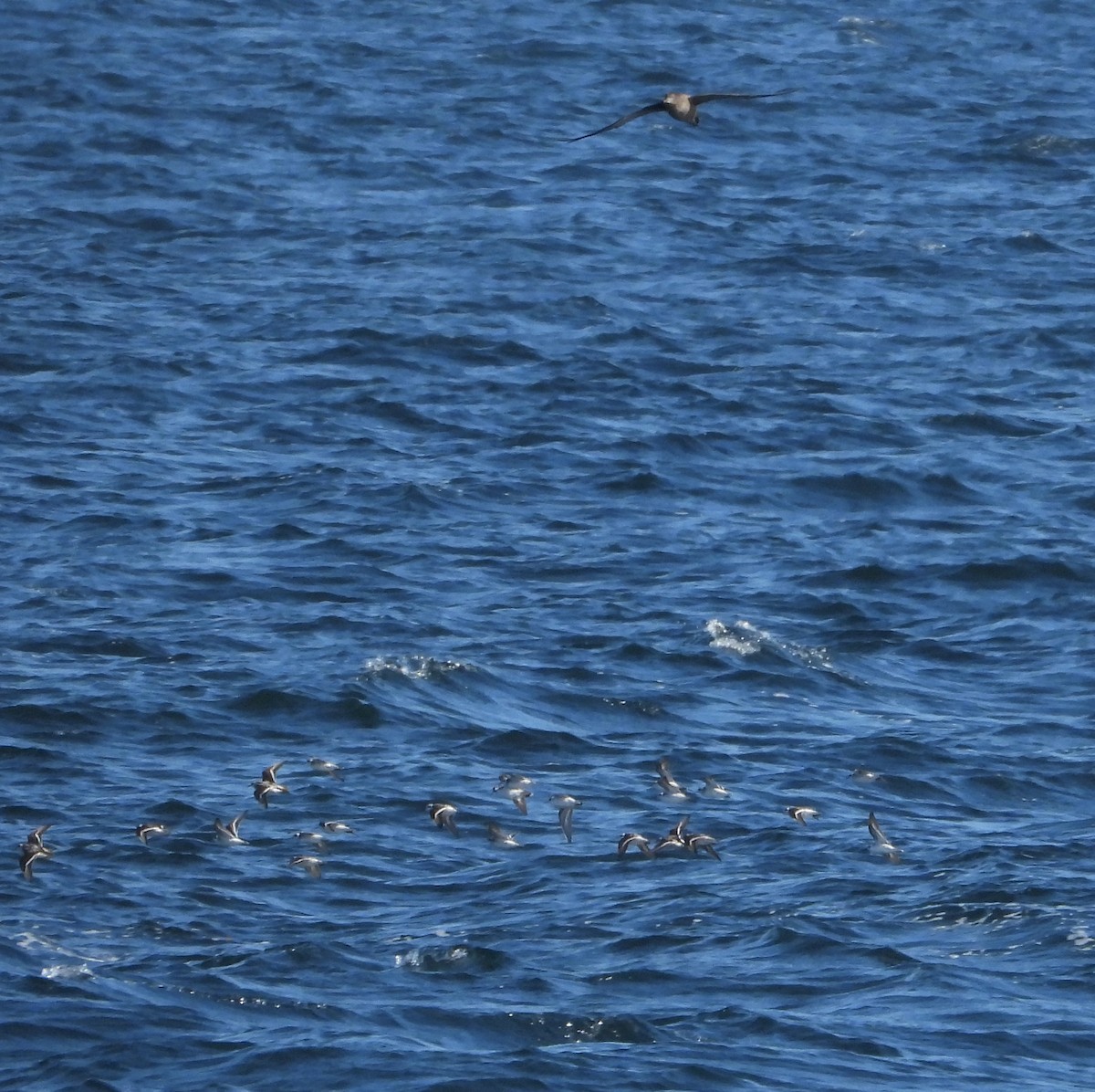 Red-necked Phalarope - ML565868181