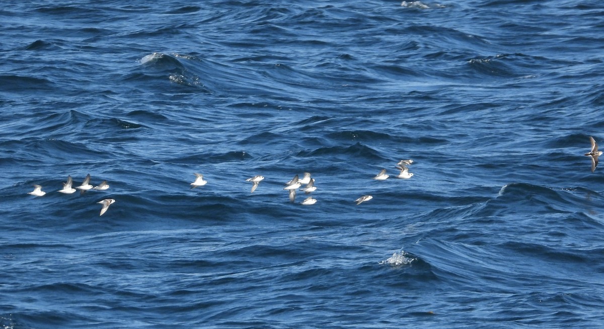 Red-necked Phalarope - ML565868191