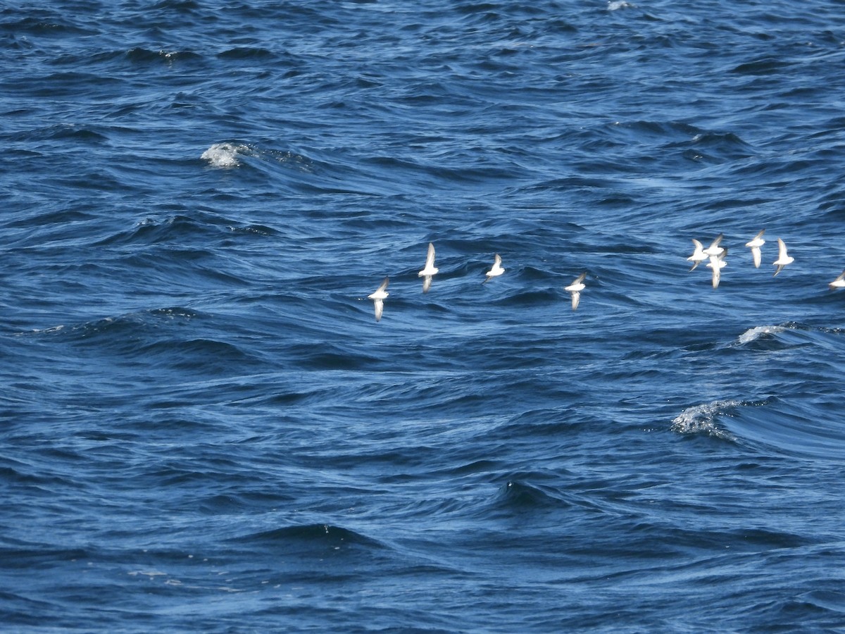 Red-necked Phalarope - ML565868221