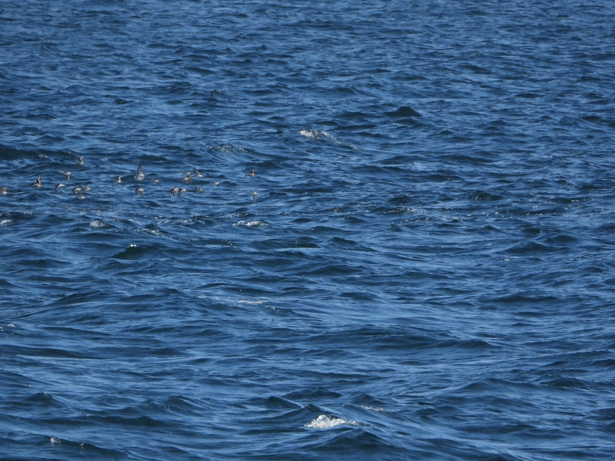 Red-necked Phalarope - ML565868241