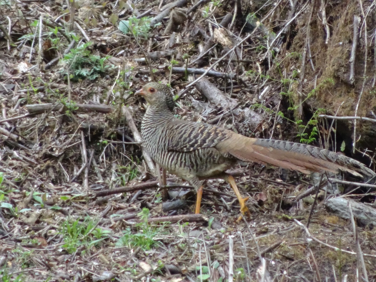 Golden Pheasant - ML565872181