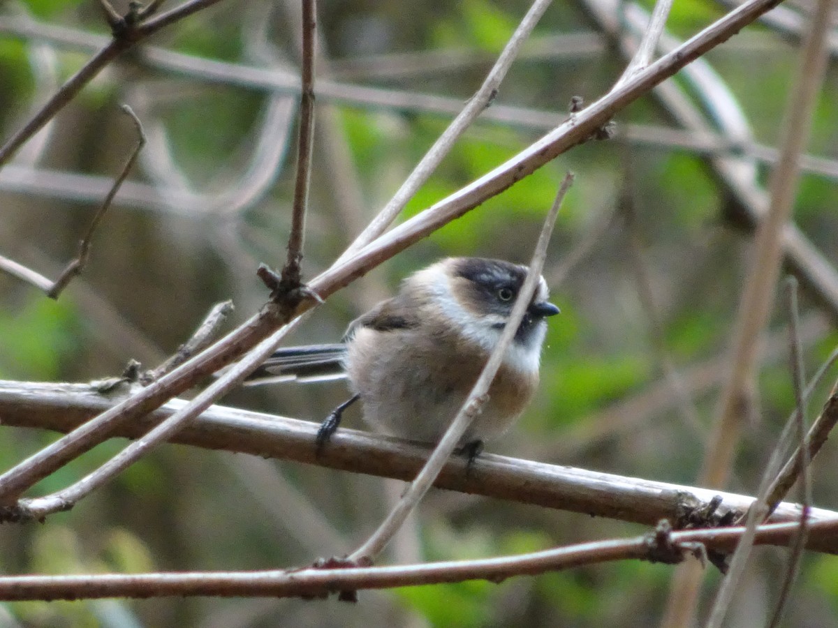 Sooty Tit - ML565872861