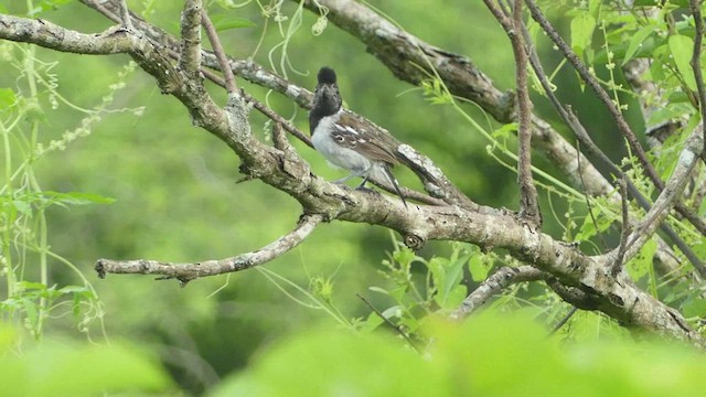 Collared Antshrike - ML565872921