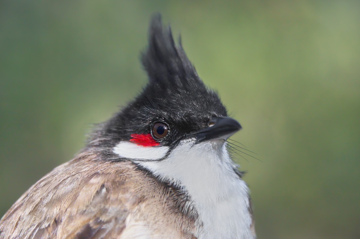 Red-whiskered Bulbul - ML565872941