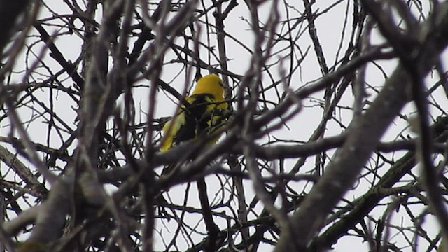 Eurasian Golden Oriole - ML565873571