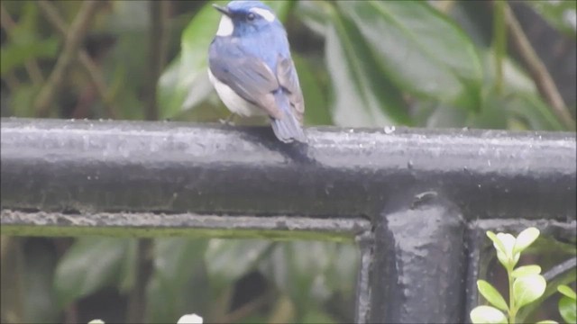 マユヒタキ - ML565875091