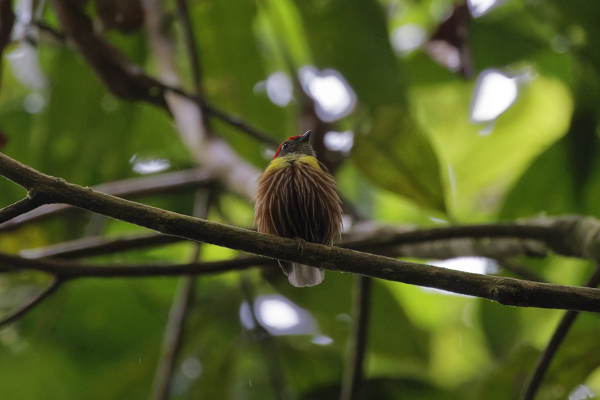 Painted Manakin - ML565876181