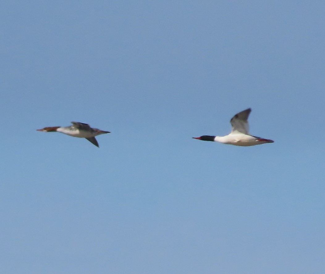 Common Merganser - Laura Burke