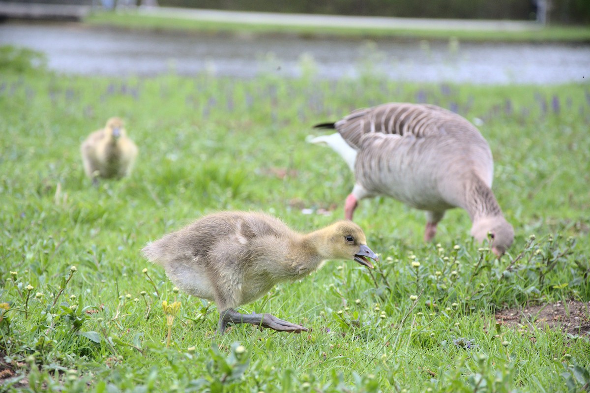 Graylag Goose - ML565877311