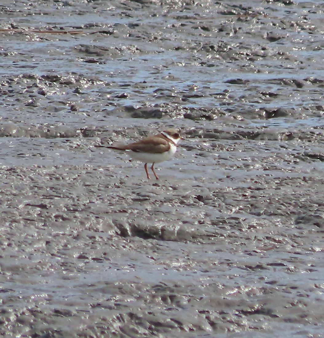 Semipalmated Plover - Laura Burke