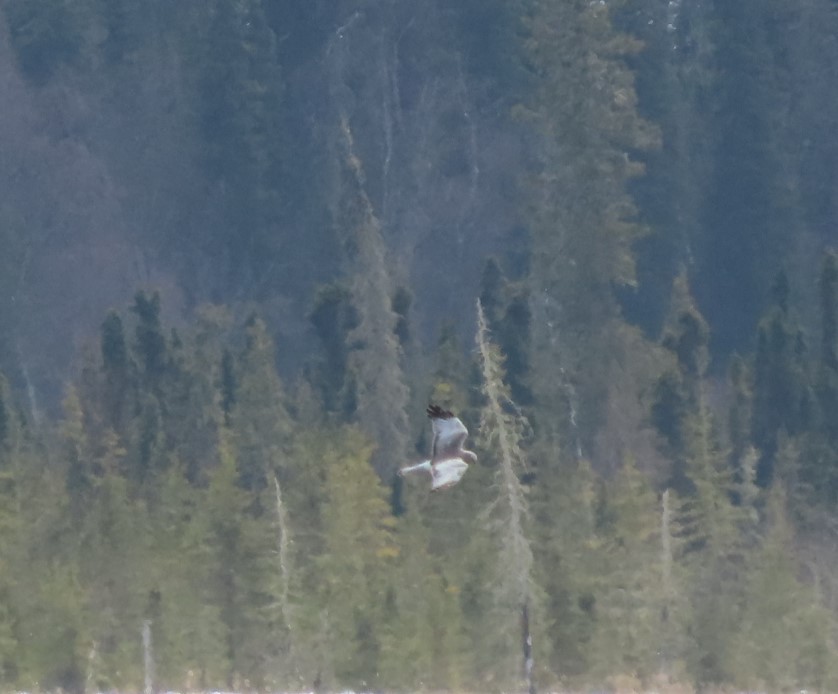 Northern Harrier - ML565877641