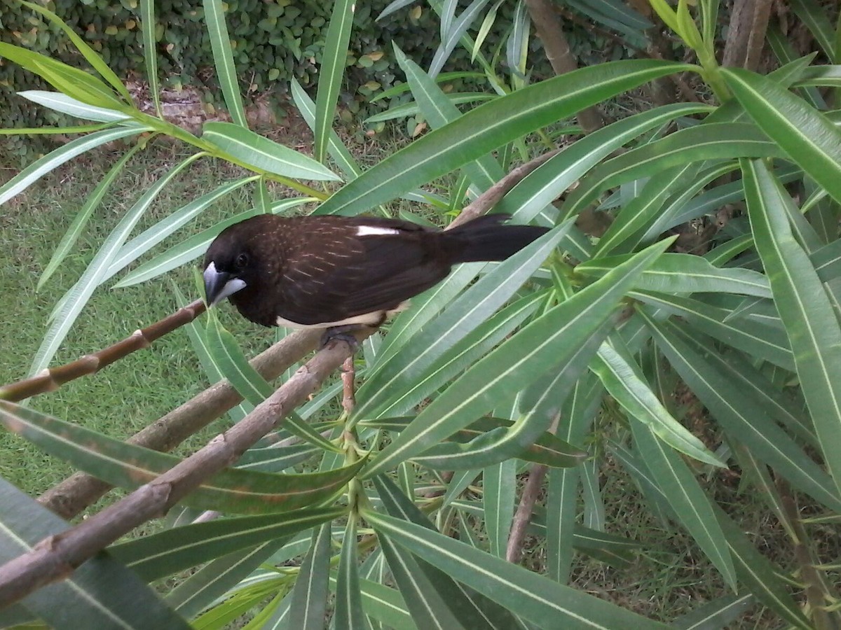 White-rumped Munia - ML565877811