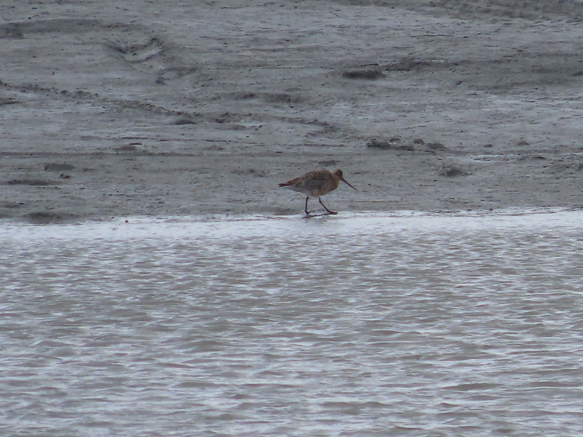 Bar-tailed Godwit - ML565877841