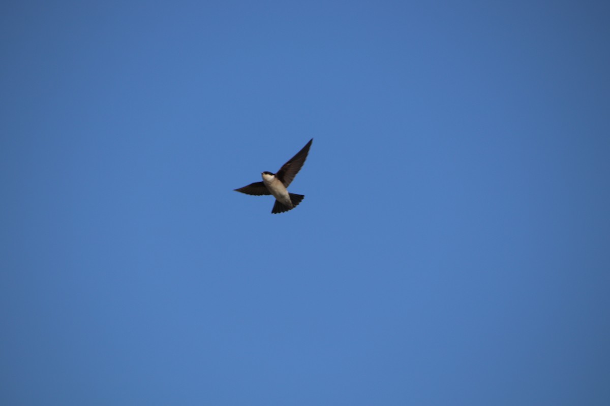 Asian House-Martin - ML565877871