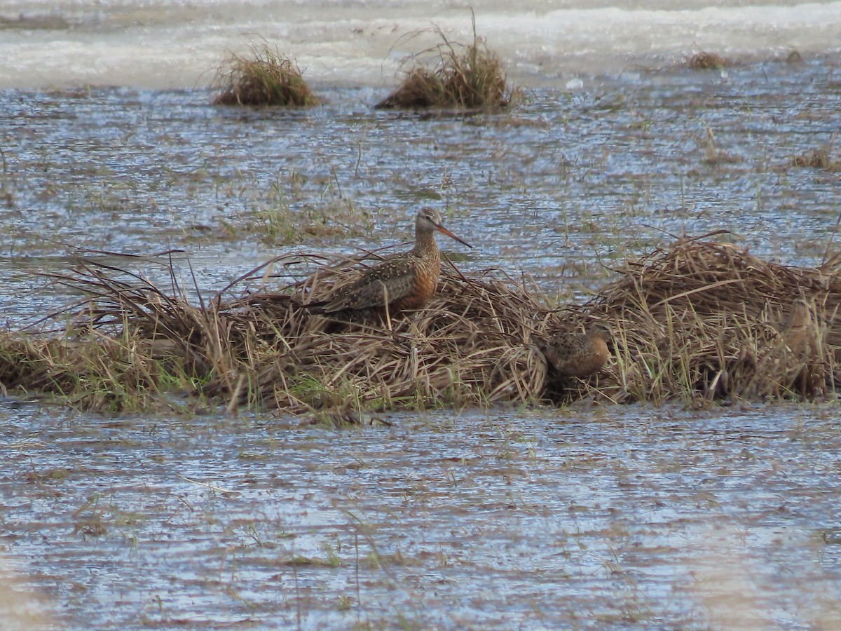 Hudsonian Godwit - Laura Burke