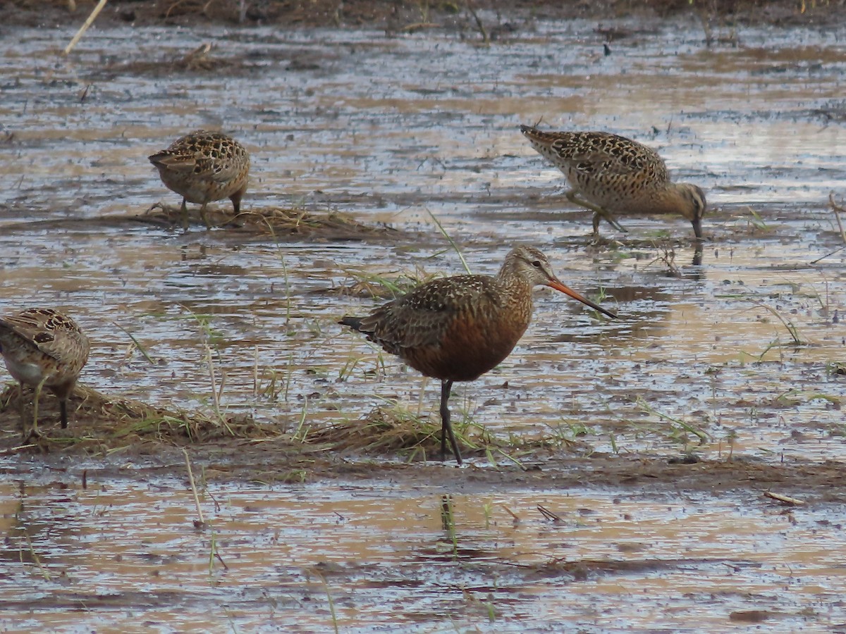 Hudsonian Godwit - Laura Burke