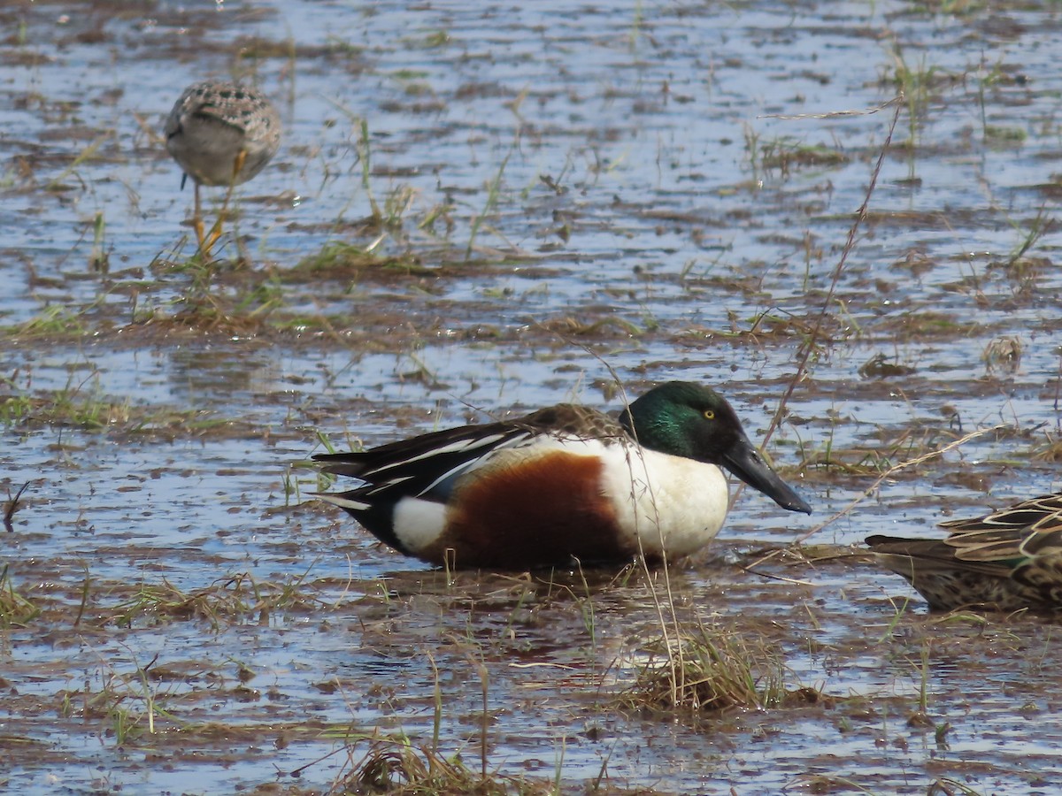 Northern Shoveler - Laura Burke