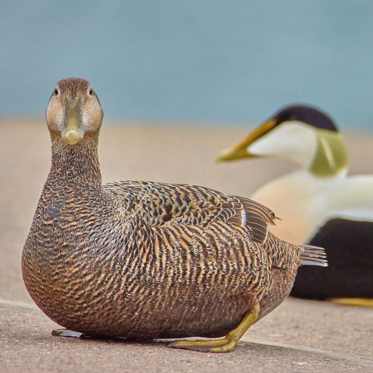 Common Eider - ML565881371