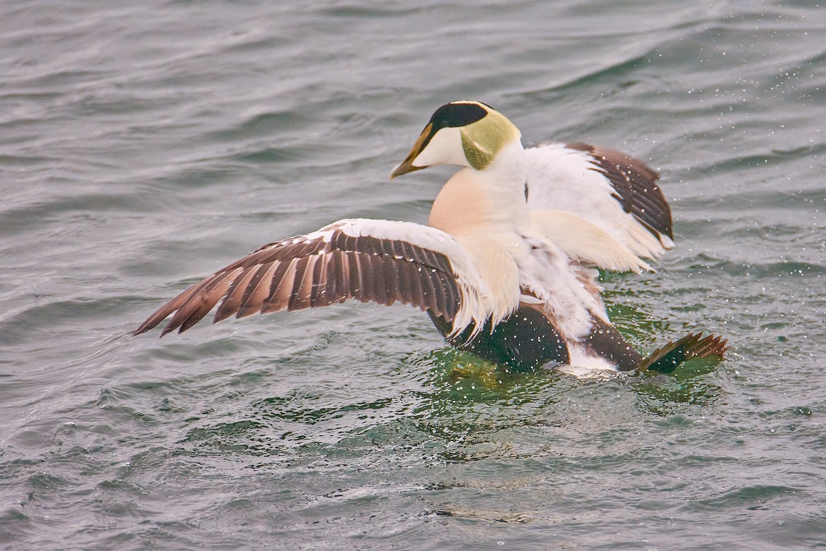 Common Eider - ML565881391