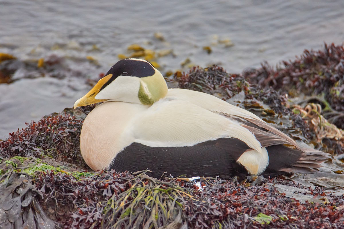 Common Eider - ML565881401