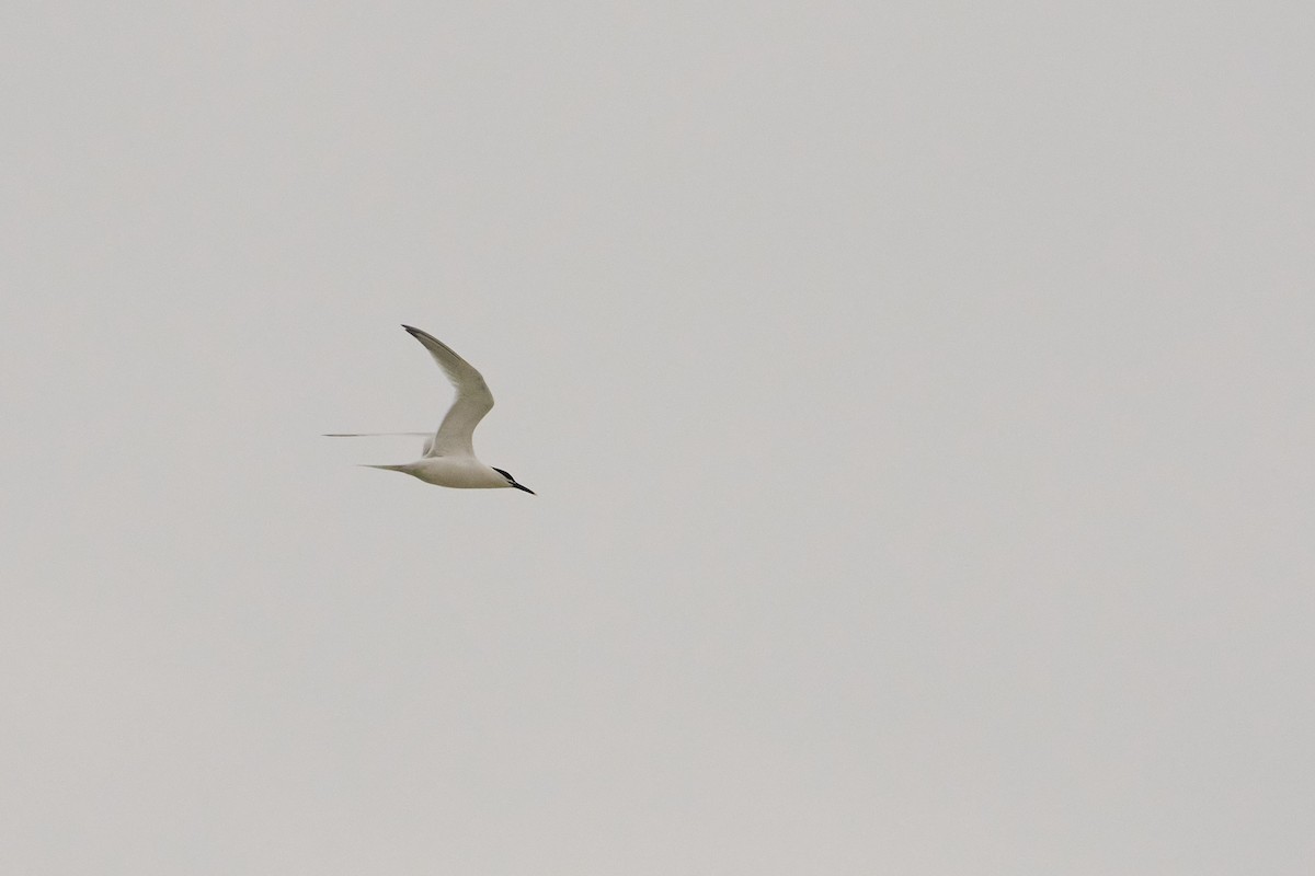 Sandwich Tern - ML565881411