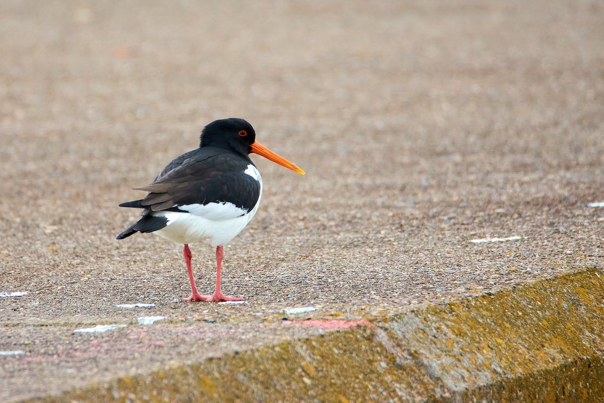 Eurasian Oystercatcher - ML565881751