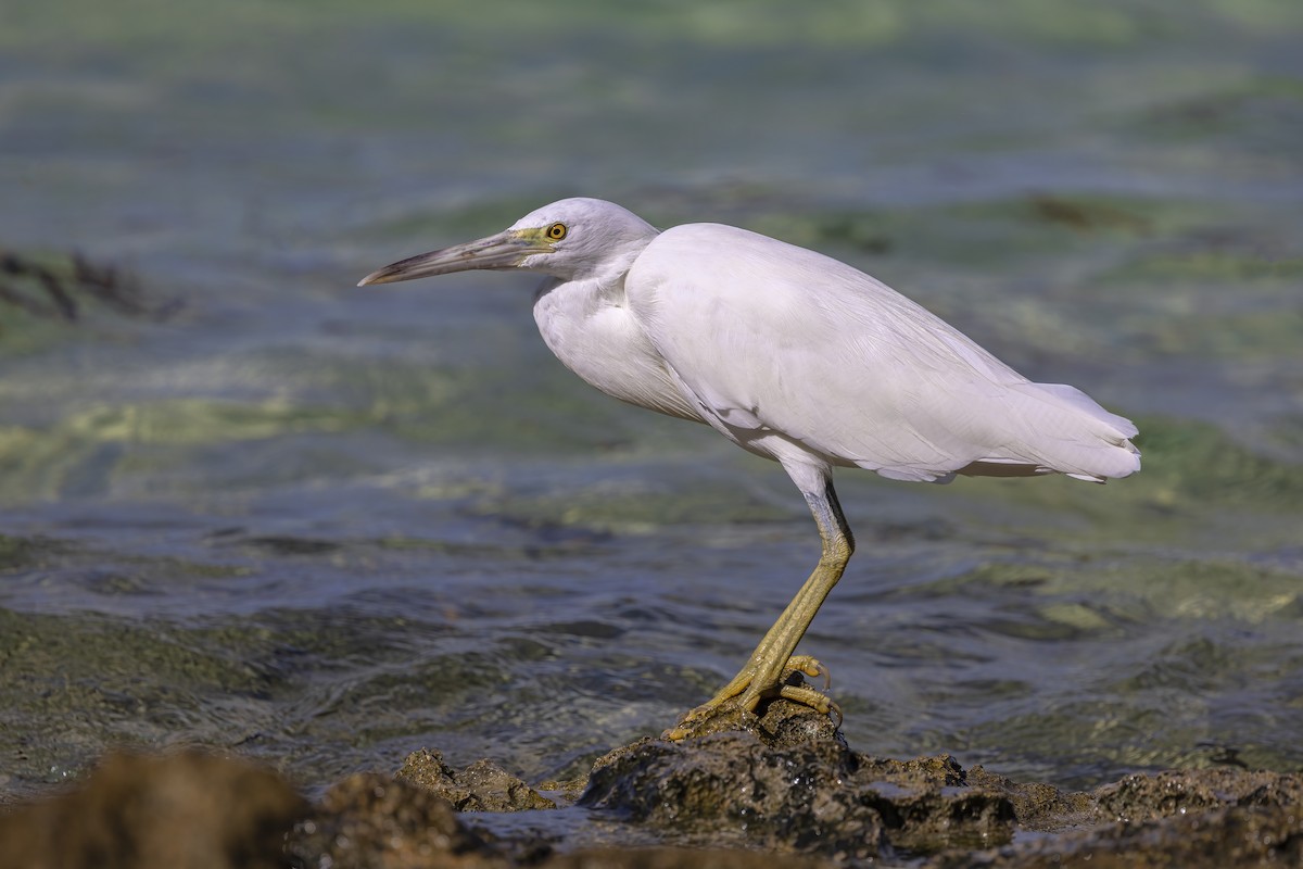 Pacific Reef-Heron - ML565883691