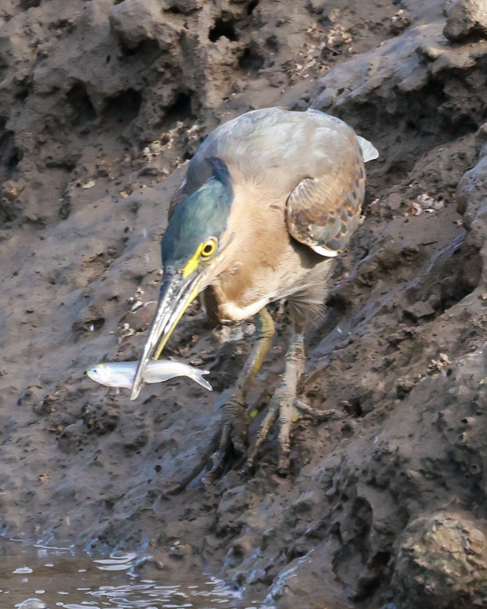 Striated Heron - ML565884201