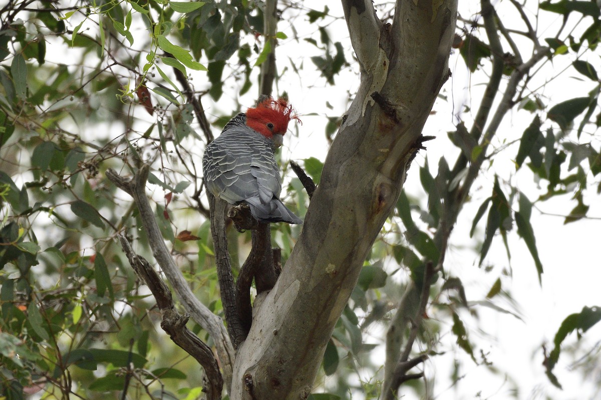 Gang-gang Cockatoo - ML565884281