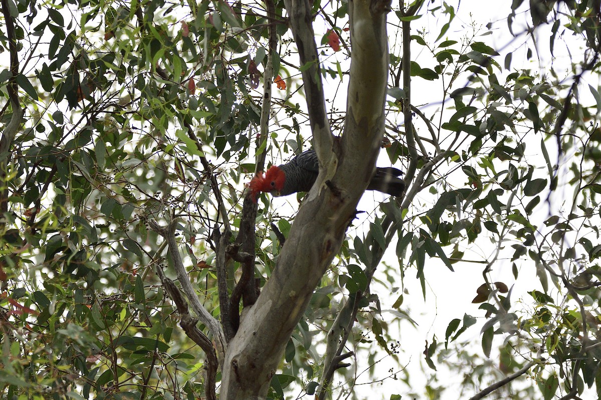 Cacatoès à tête rouge - ML565884291