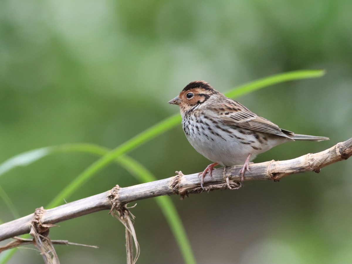 Little Bunting - Anonymous