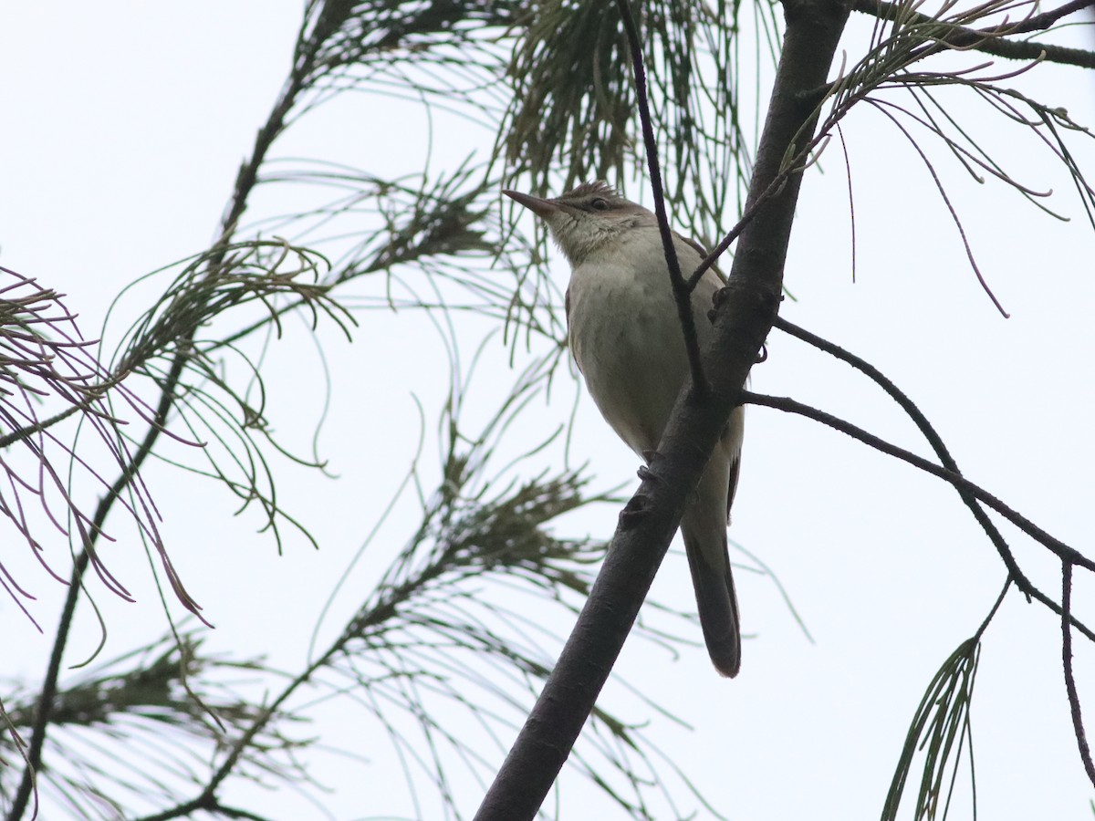 Oriental Reed Warbler - Anonymous