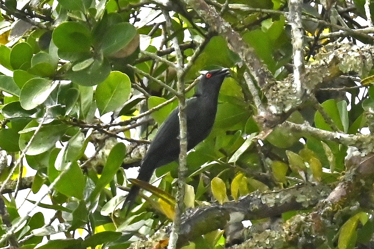 Metallic Starling - ML565886901