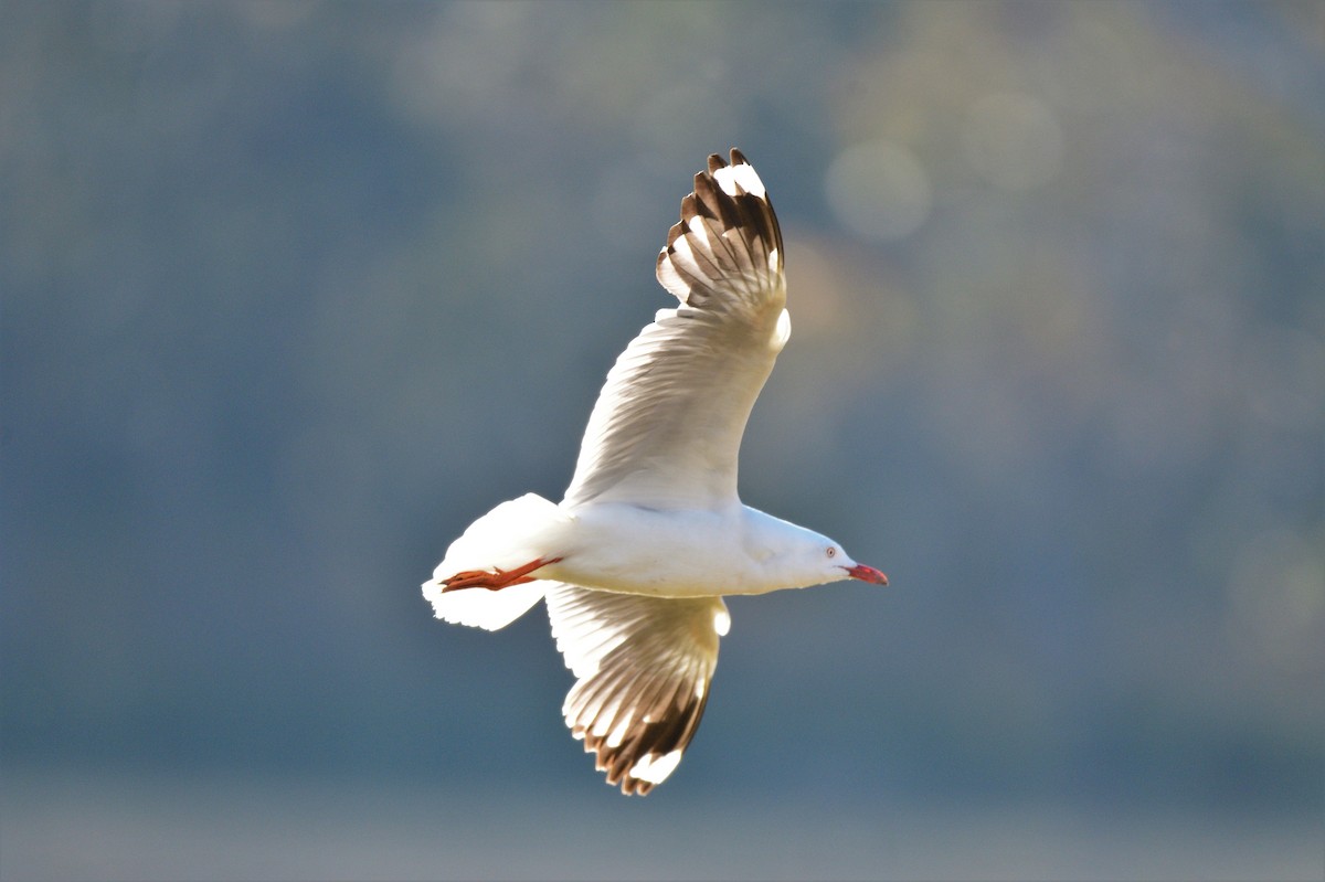 Silver Gull - ML565888861