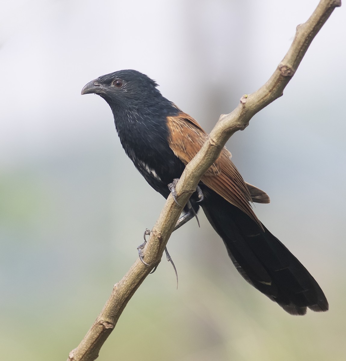 Lesser Coucal - ML565889121