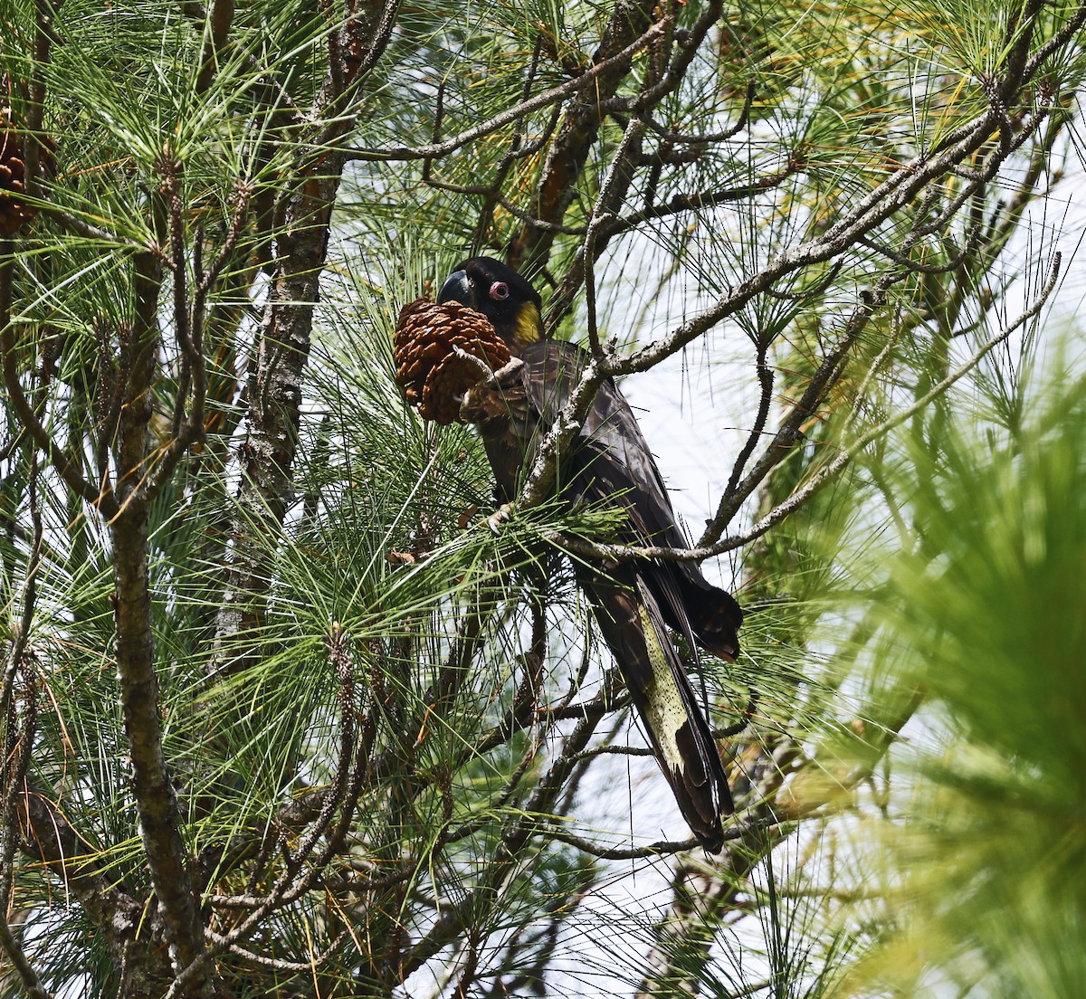 Yellow-tailed Black-Cockatoo - Julie Sarna