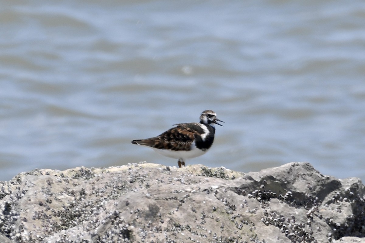 Ruddy Turnstone - ML565890291