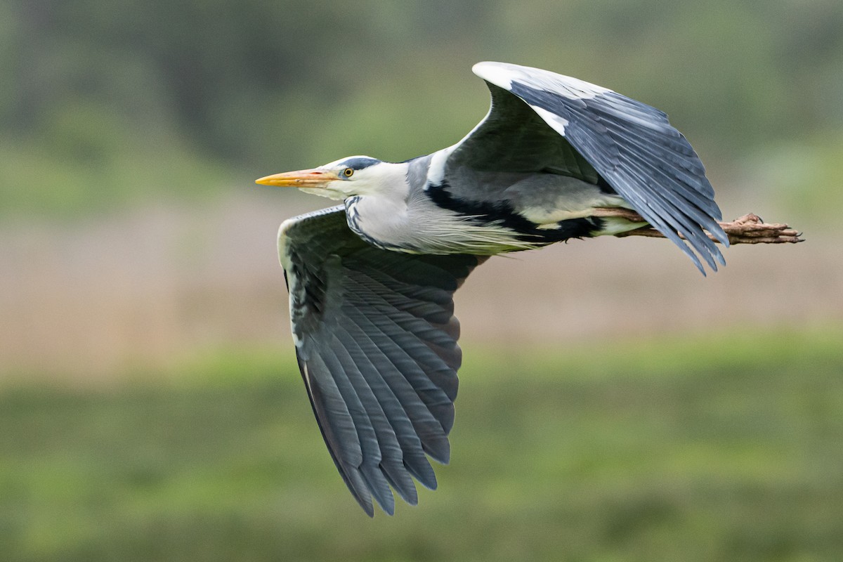 Gray Heron - ML565890461