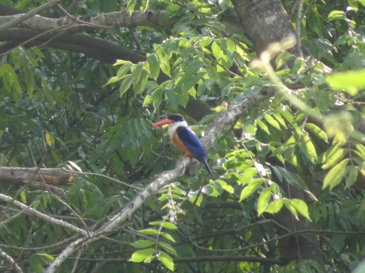 Black-capped Kingfisher - ML565892011