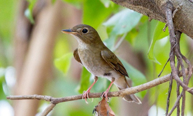 Brown-chested Jungle Flycatcher - ML565892641