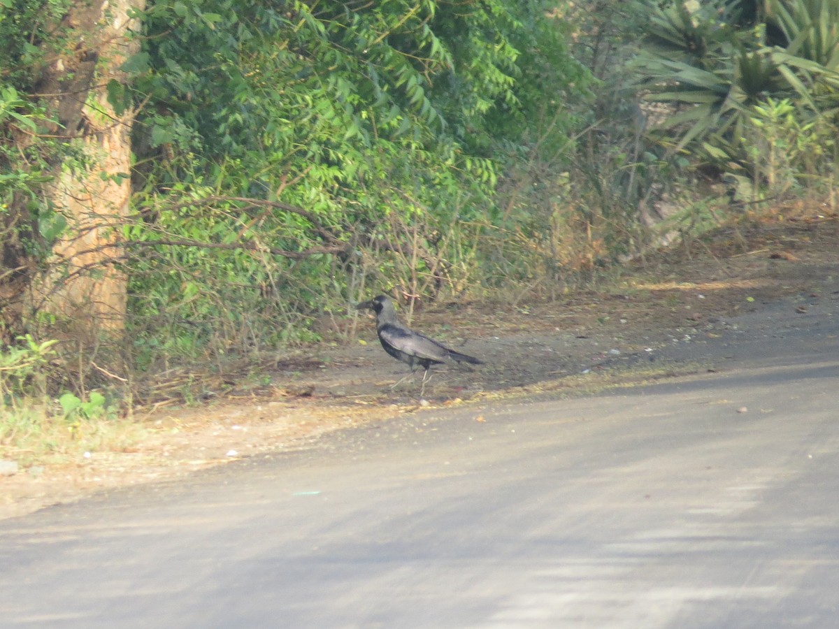 House Crow - NALINI RAMAN