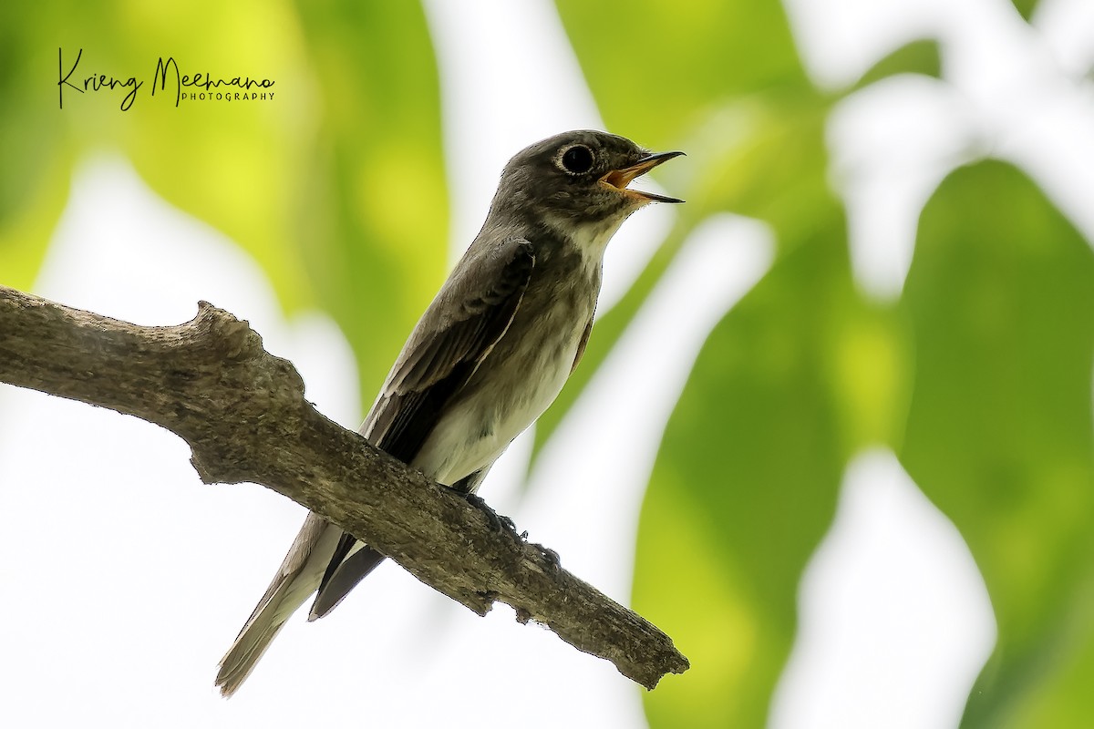 Dark-sided Flycatcher - ML565896521