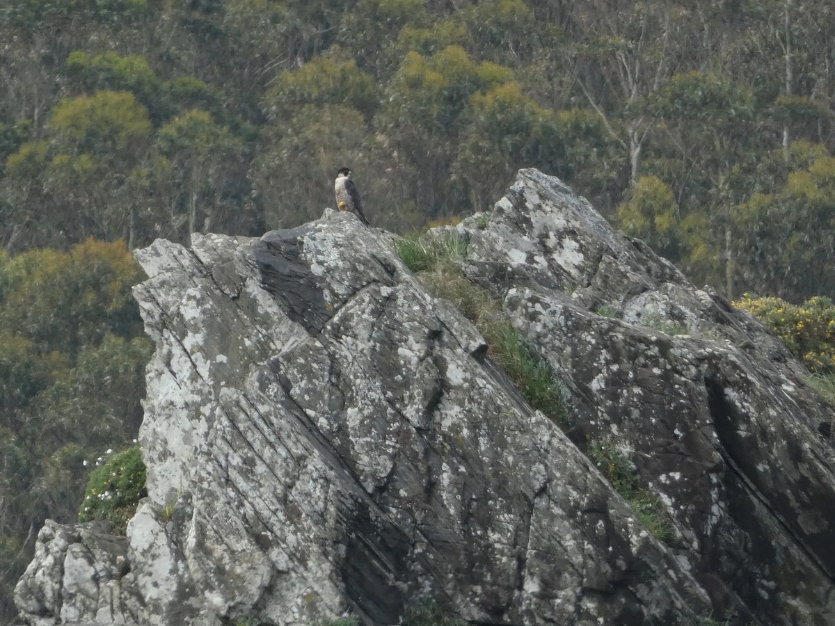 Peregrine Falcon (Mediterranean) - ML565896851